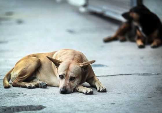  Los ediles del Frente de Todos buscan saber qué está haciendo el Municipio para frenar el envenenamiento de perros