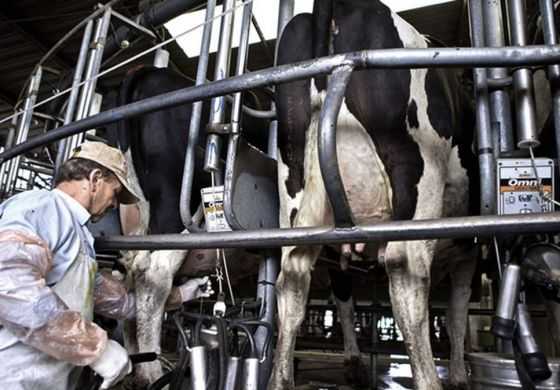  Derribando mitos: La producción lechera no caerá