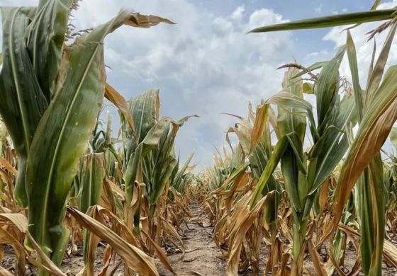 Activó Nación: Cuántos municipios de la Cuarta accederán a la emergencia agropecuaria