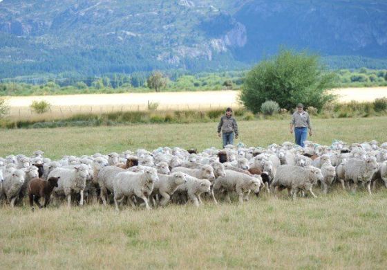 Diputada de la Cuarta apuntó a Milei por la eliminación de un programa clave para el agro: "Ineptitud o desconocimiento"